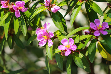 Sensitive Focus Melastoma malabathricum L..Purple wildflowers in full bloom.