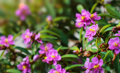 Sensitive Focus Melastoma malabathricum L..Purple wildflowers in full bloom.