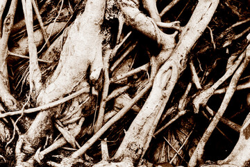 big tree root in the jungle wild. amazing banyan root in deep tropical forest. A old tree has root for natural background
