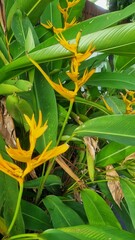 Tropical flower of Heliconia psittacorum 'Golden Torch Adrian' plant. Native to tropical rainforest areas, it belongs to Heliconiaceae plant family. Their leaves are similar to banana leaves.