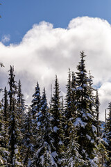 Snowy Pine Trees Against a Bright Sky in a Mountain Landscape