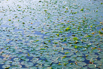Water lily leaves in pond water. Lily pad background. Nature background of lily pad. Background of...