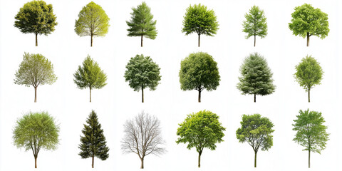 tree, christmas, branch, nature, green, fir, pine, plant, leaf, holiday, decoration, xmas, winter, spruce, celebration, season, frame, evergreen, border, snow, isolated, twig, thyme, coniferous, color