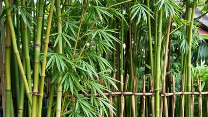 Green bamboo fence background with lush foliage, green, nature