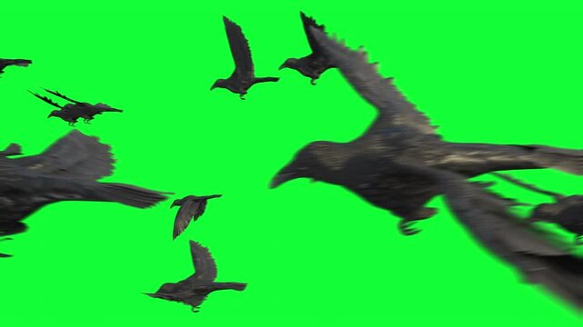 flock of black crow, raven, Flying  on Green Screen, side view, transition. 3d animation rendering .	