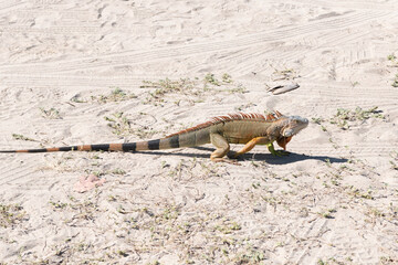 Reptile animal in nature. Wildlife zoo in jungle. Iguana lizard in tropical jungle. American iguana herbivorous lizard. Exotic iguana reptile. Exotic pet. Wildlife fauna. Large iguana tail