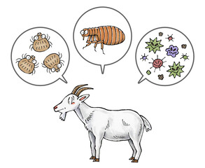 ヤギと寄生虫(ダニ、ノミ、病原菌)