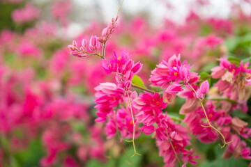 The pink flower bunch of the Coral Vine in the flower garden is also known as Chain of Love,...