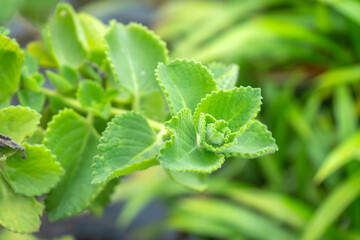 Indian borage (Plectranthus amboinicus), also known as Coleus amboinicus, is a versatile herb that can be used both as a culinary ingredient and as a medicinal herb in a vegetable and herb garden.