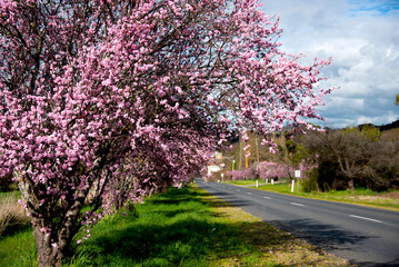Naklejka premium Pink cherry blossoms in bloom by country roadside