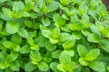 Thai peppermint, Kitchen Mint, or Marsh Mint (Mentha &times; villosa Huds.) thrives in an organic vegetable garden.