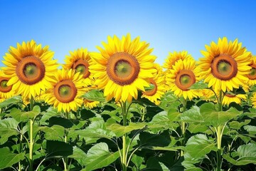 Obraz premium Vibrant sunflowers in a sunny field, bright yellow petals against a clear blue sky. Perfect for illustrating summer, nature, or agriculture themes.