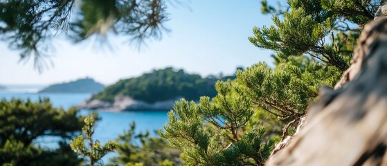 Coastal pine trees, island view, summer
