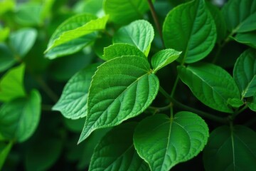 Fototapeta premium Lush, vibrant green leaves, intricate vein detail, foliage texture, plant life