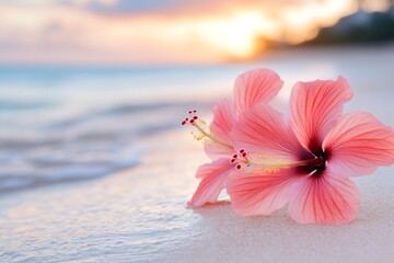Pink hibiscus flowers lying on the beach at sunset