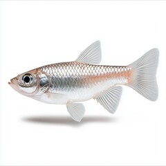 Fototapeta premium Freshwater Fish Isolated on White Background 