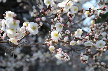 梅の花
