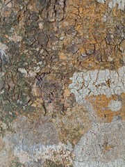 Picture of tree bark texture