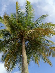 Fototapeta premium Picture of coconut palm tree from bottom view.