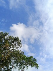 Point of view . Tree, sky and clouds.