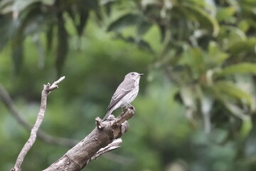 grey streaked flycatcher in a forest
