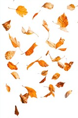 Fototapeta premium Falling Autumn Leaves on White Background