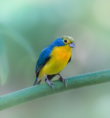 Orange-Breasted Bunting