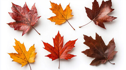 Fototapeta premium Autumn Leaves Floating Isolated on White Background 