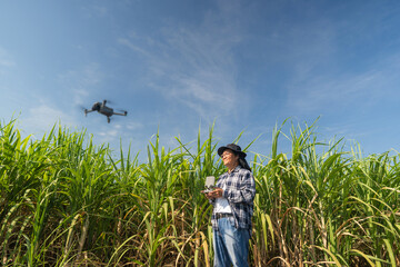 Man farmer in hat standing in green Sugarcane field and controlling of drone which flying above margin. Male using tablet device as controller.