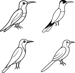 Bird Outline Illustration Set Line Art Collection of Various Birds