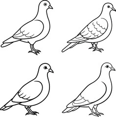 Bird Outline Illustration Set Line Art Collection of Various Birds
