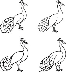 Bird Outline Illustration Set Line Art Collection of Various Birds
