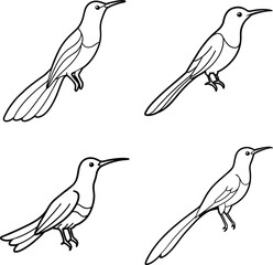 Bird Outline Illustration Set Line Art Collection of Various Birds