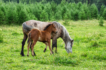 Southern Urals, a horse with a foal in a pasture in summer.