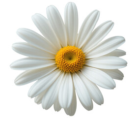 Daisy Flower Isolated on Transparent PNG Background Cut Out.