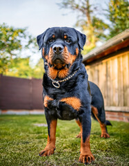  powerful Rottweiler with a black and tan coat