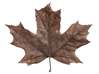 Fototapeta premium A detailed, dry maple leaf showcasing intricate veins and a rich, earthy hue, Transparent background.