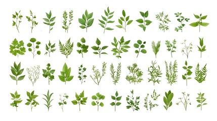 Detailed botanical showcasing a diverse collection of medicinal plants perfect for natural health publications websites textbooks