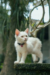 A white kitten poses warily towards another animal in a flower pot with an out-of-focus background, taken in the morning.