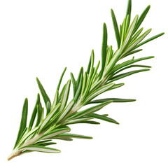 Fototapeta premium A clipart image of a rosemary leaf isolated on a transparent background 