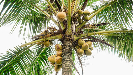 The cluster of fresh coconuts on the coconut tree appears plump and appealing from below, ready for...
