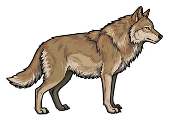 Fototapeta premium Alpha wolf clipart. This image shows a detailed side view of an alpha wolf with brown and beige fur. Vector illustration design.