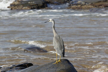 heron on the beach