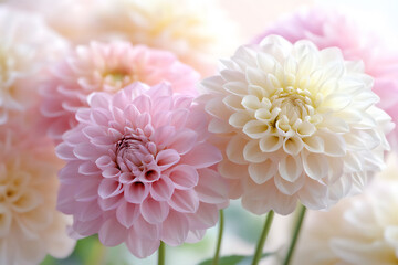 a close-up of delicate, pastel-colored flowers, such as dahlias and roses,