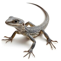 Naklejka premium A colorful lizard with an extensive long tail displaying its unique features