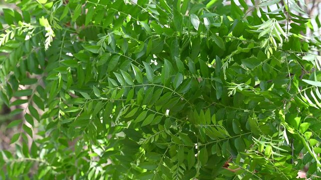 Fresh organic curry leaves, Curry leaves tree plant close up footage