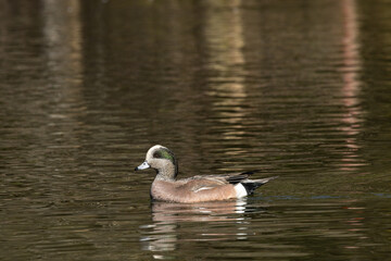 American wigeon duck swimming in a lake.