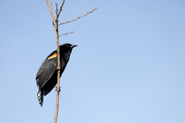 Male redwing blackbird on branch with copy space.