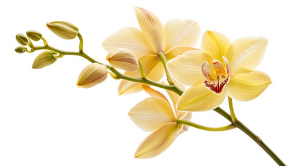 Plakat A beautiful yellow orchid without background