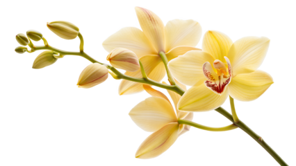 A beautiful yellow orchid without background